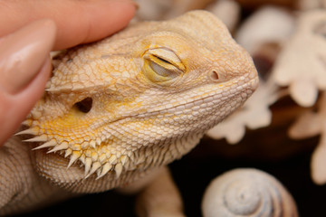 Pogona vitticeps