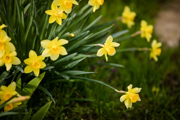 Close-up yellow daffodils in the green grass
