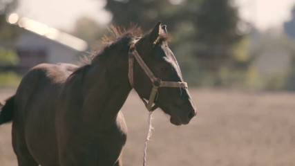 One brown stallion standing on farm area with wooden fence in Ukraine in summer