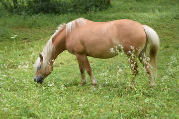 Naklejka na ściany i meble horse in a meadow