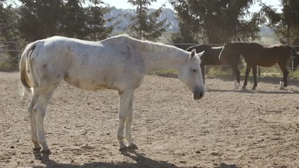 One tired white horse standing on a big farm with a fence in Ukraine in summer