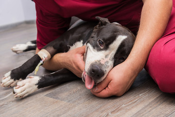 The veterinarian sets the drip, catheter the dog