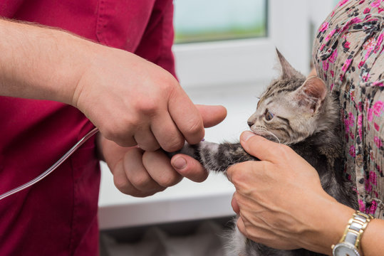The veterinarian sets the drip catheter kitten
