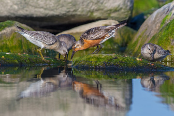 Red Knot (Calidris canutus)