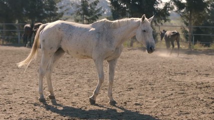 One exhausted white mare standing on a big farm in profile in Ukraine in summer
