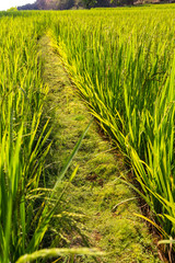 Path across rice paddy. Goa. India