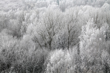 Winter landscape with white trees covered in frost. View from high above, Belarus