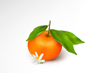 Single citrus fruit mandarin or tangerine on branch with green leaves with water drops and white blossoming flower isolated on a white background. Realistic Vector Illustration