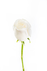 white isolated rose blossom flower on white background 