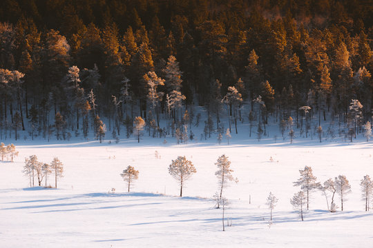Snow covered field with trees