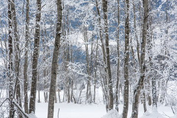 Bäume in schneebedeckter Landschaft mit Raureif