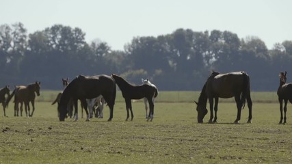 Herd of beautiful horses grazing grass at a green meadow in Ukraine in summer