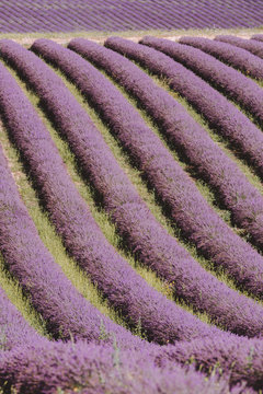 A field of purple plants