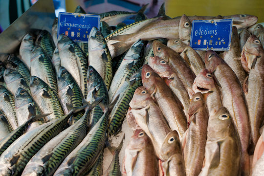 Fish market in Paris, mackerel and merlan fish on the counter, France