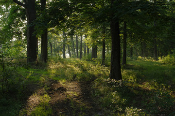 Fototapeta na wymiar Misty morning in the woods in the summer
