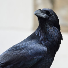 Close up of a common raven (corvus corax)