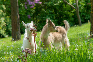 Beautiful cute goat kids on green spring grass