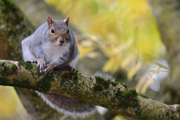 Portrait of an eastern grey squirrel (sciurus carolinensis) sitting on a branch in a tree