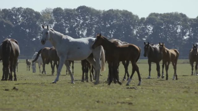 Herd of big and small horses going on green field in Ukraine in summer