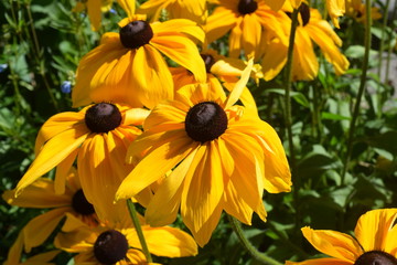 yellow flowers in garden