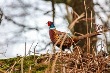 Pheasant in woodland