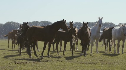 Herd of handsome horses grazing grass at a green lawn in Ukraine in summer