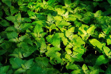 stinging nettle flowers farm