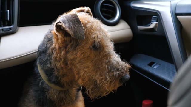 Dog breed Airedale terrier waiting for the owner in the front seat of the car.
