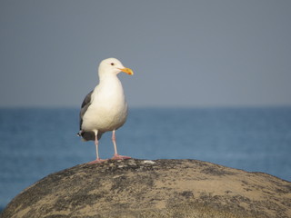 seagull on rock