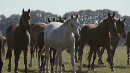 Herd of brown and white horses going on green lawn in Ukraine in summer