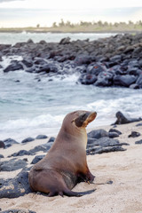 Beautiful peaceful sea lions sunbathing in a beach at the Galapagos Islands, Ecuador