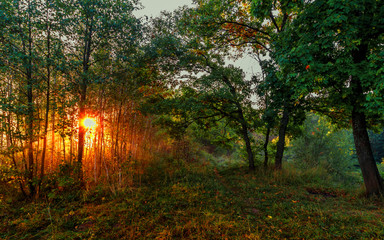 landscape, morning, dawn in the forest