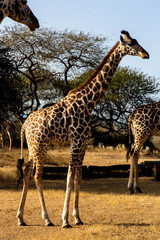 Giraffe