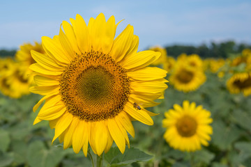 Sunflower with flying bee