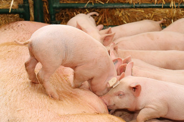 Feeding piglets in farm
