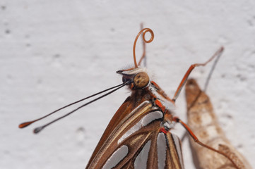 Gulf fritillary (Agraulis vanillae), also known as passion butterfly, emerging from its chrysalis