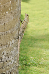 Agama lizard Maldives