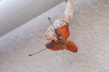 Gulf fritillary (Agraulis vanillae), also known as passion butterfly, emerging from its chrysalis