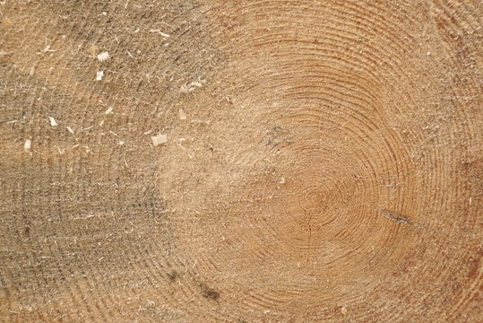 A cut of a tree of a log close up 