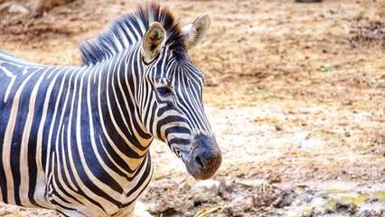 A Single Zebra Standing On the Soil Ground And Looking Around