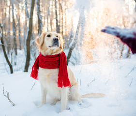Golden retriever pet outdoors in winter time