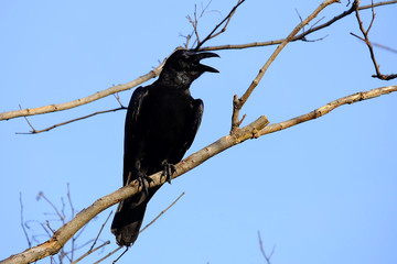 Black raven sits on the metal fence and shouting out with blue sky background