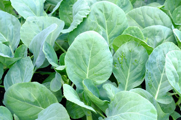 Close up chinese broccoli leaves growing on the vegetable bed in the garden for green foliage background