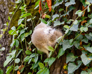 Obraz premium Raupengespinst