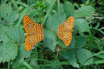 Schmetterlinge