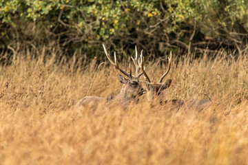 Rutting Stags