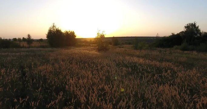 overrun of a drone above the eared field and a lonely tree