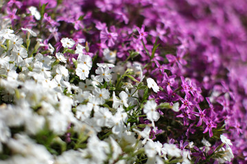 Shallow depth of field photo, only few blossoms in focus - pink and white flower beds, divided diagonally. Abstract spring background.
