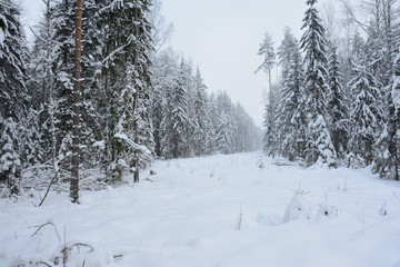 glade covered with snow in the winter forest during snowfall
