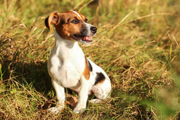Young Jack Russell terrier sitting in low autumn grass, looking to side, mouth open with teeth visible, afternoon sun shining on her.